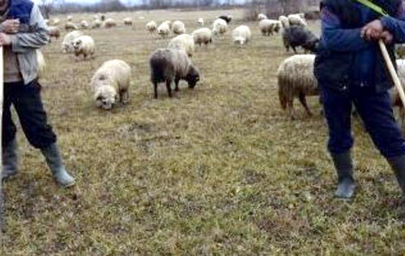 Crimă ca în Miorița. Un cioban a fost omorât de alți doi: "I-am tras o bărdiță în cap!"