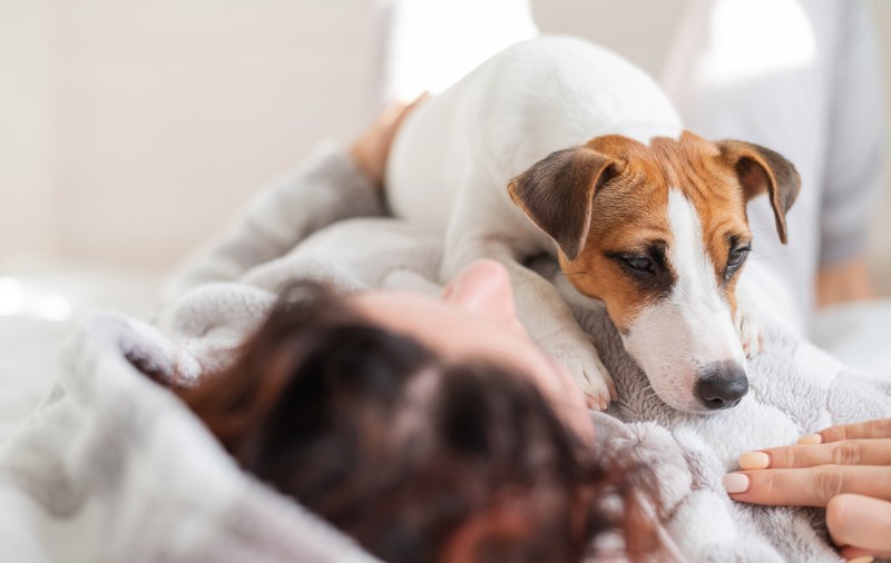 Un spital belgian permite animalelor de companie să-şi viziteze stăpânii bolnavi
