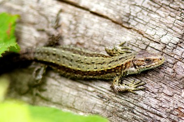 Specii de reptile din România - soparle