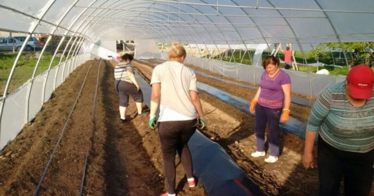 Agricultură cu fonduri europene. Cum s-au asociat romii și românii din Bistrița