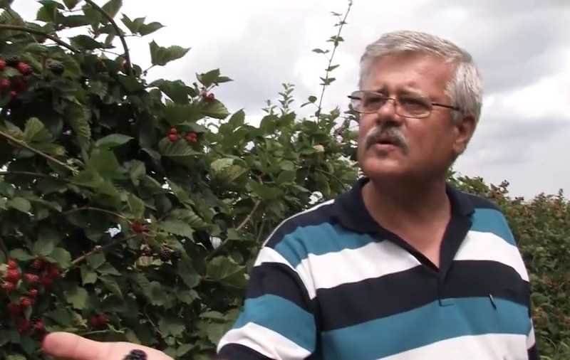 A dat lovitura cu fructele de pădure. Afacere de succes pentru un informatician din România