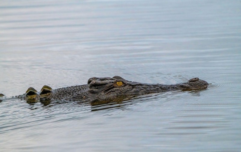 Un bărbat a scăpat cu viață, deși a fost mușcat de cap de un crocodil. Cum a reușit să supraviețuiască