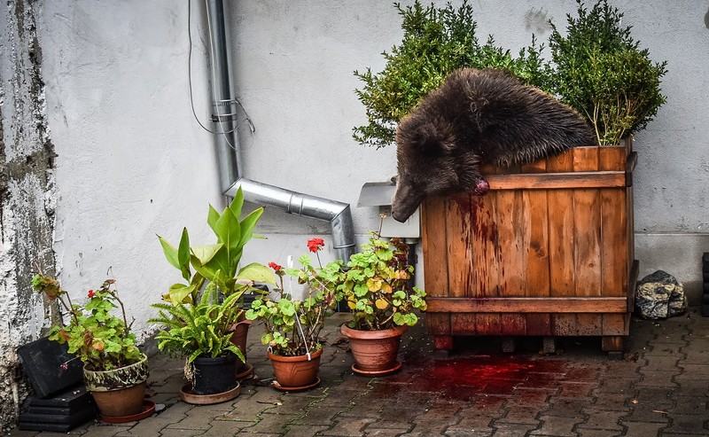 Sibiu, 12 octombrie 2016, un urs a fost ucis în centrul orașului, după ce a fost vânat prin fața primăriei și prin Piața Mare. Foto: Profimedia