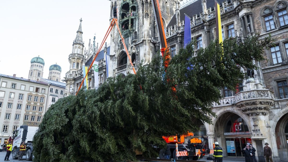 Bradul de Crăciun a fost adus în centrul orașului și urmează să fie instalat