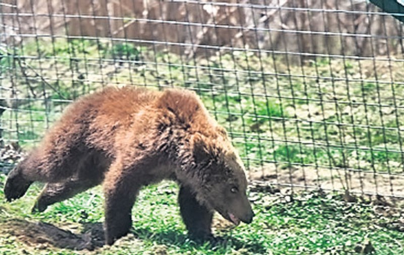 Paddington face numai «drăcii» la Zărneşti | În libertate speria oameni, în pădure... pune pe fugă urșii bătrâni