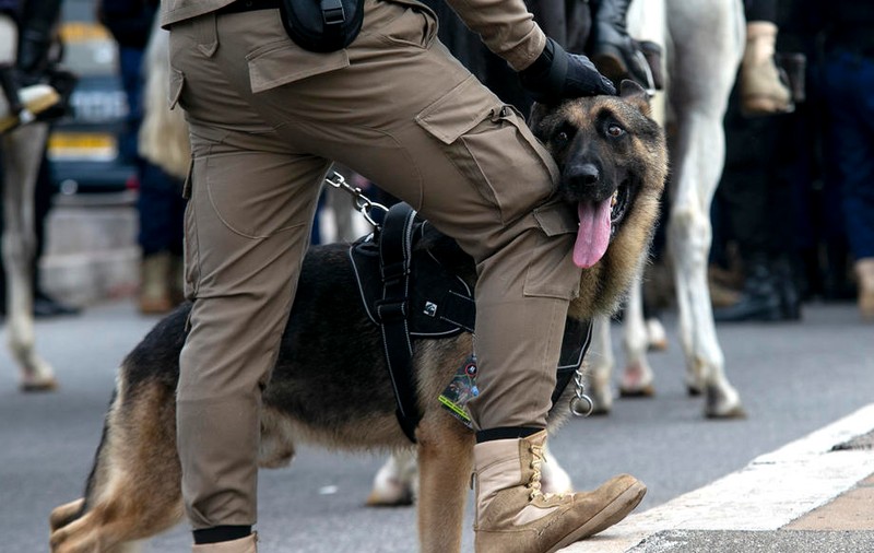 Un câine poliţist din SUA a găsit marijuana în valoare de 8 milioane de dolari