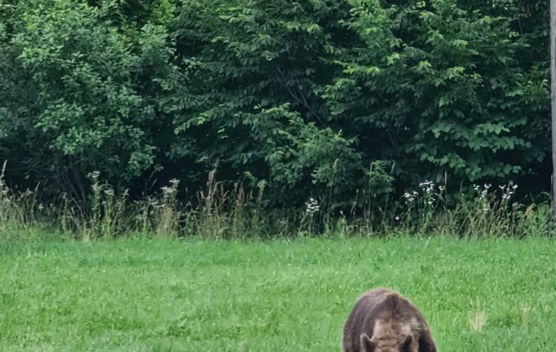 Un copil de 8 ani, atacat de urs, în Covasna