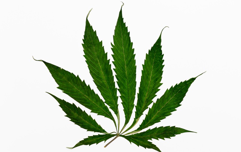 Parlamentul olandez legalizează cultivarea marijuanei