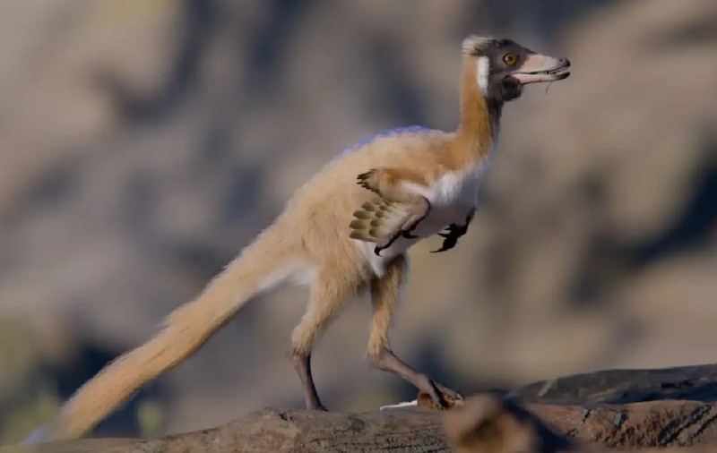 De ce un dinozaur prădător mai mic decât o găină nu a mai crescut niciodată
