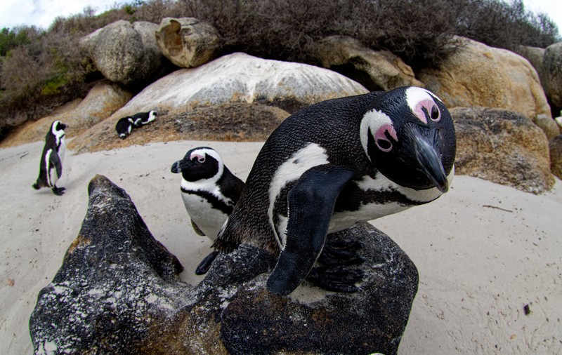 Pinguinii africani riscă să dispară până în 2035. Ce cauze au dus la scăderea dramatică a populației lor