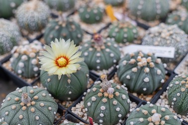Specii de cactuși cu flori Astrophytum