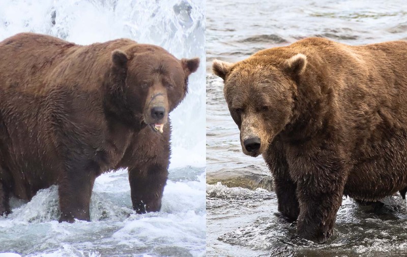 Cel mai gras urs din lume, încoronat în Alaska. Câte kilograme are Chunk