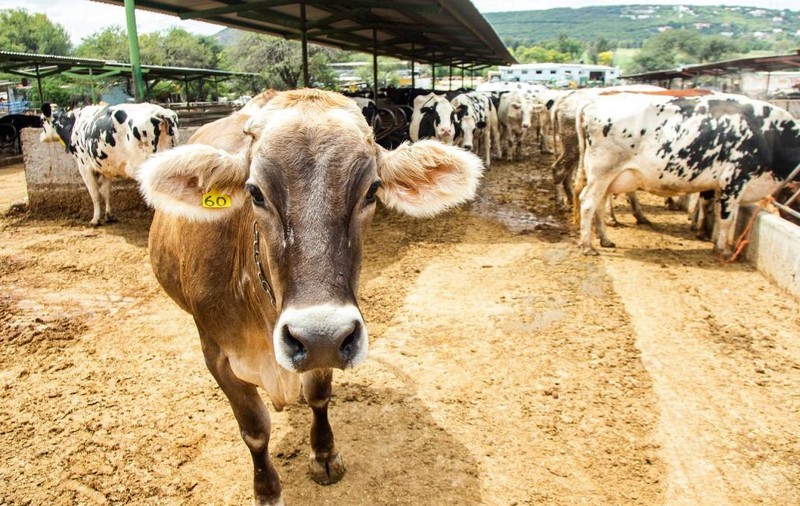 580 de vaci și ferma în care sunt crescute au fost vândute pentru 6.300.000 de euro. Imagine cu caracter ilustrativ. Sursă foto: Getty Images