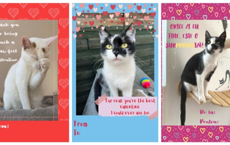 Felicitări de Valentine's Day cu pisici, inițiativa unui ONG clujean pentru iubitorii de animale care celebrează iubirea