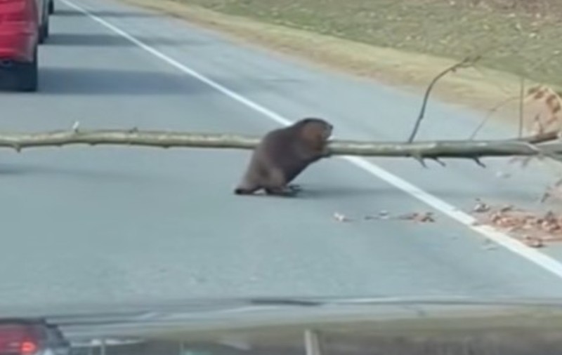 Un videoclip cu un castor care blochează traficul pentru a traversa cu un copac în brațe a împărțit internetul în două: este sau nu AI