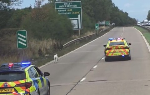 Imaginea prezintă două mașini de poliție din Marea Britanie urmărind cu girofarurile aprinse un animal alb care aleargă pe marginea unei autostrăzi.
