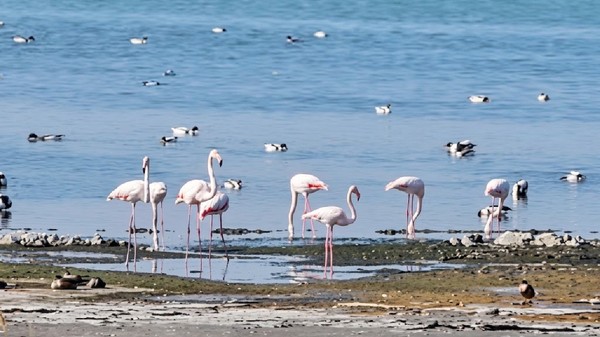 flamingo-lac-techirghiol octombrie 2026