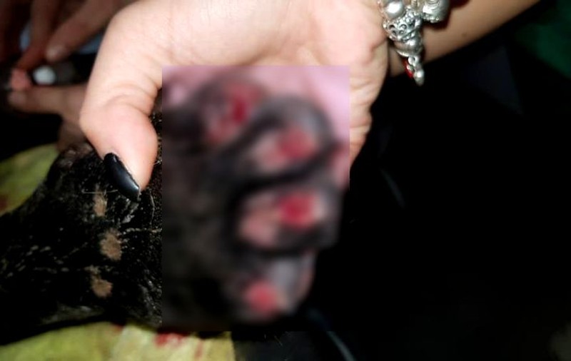 Bărbatul care a schingiuit un câine lângă Timișoara târându-l cu mașina a fost prins de polițiști