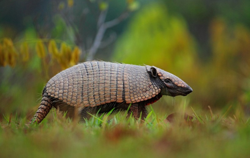 Armadillo - curiozități și lucruri mai puțin știute despre acest animal