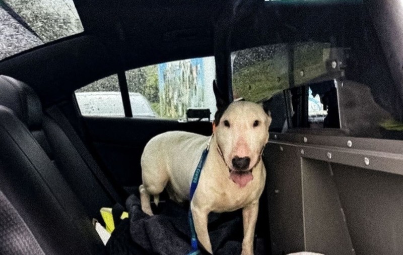 Un american riscă 5 ani de închisoare după ce și-a abandonat câinele în timpul uraganului Milton