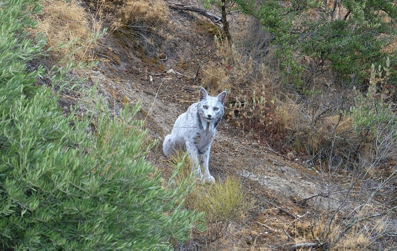 Animalul rar surprins pentru prima dată într-o fotografie: „Fantoma albă a pădurii mediteraneene”