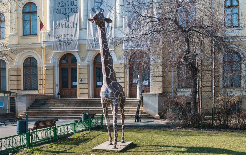 Dacă te cheamă Mioara, Ursu sau Lupu, intri gratuit la Muzeul Antipa, de Ziua Mondială a Animalelor