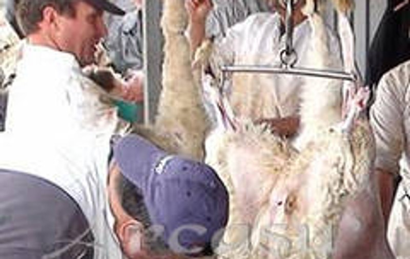 Milioane de miei şi iezi vor fi tăiaţi de Paşte! Vezi cât te va costa o friptură sau un drob!