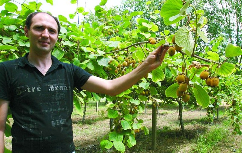 Are plantaţie de kiwi