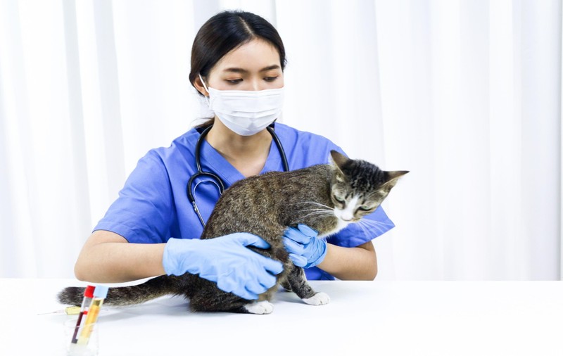 Campanie de sterilizare gratuită la Ploiești: sute de câini și de pisici în 8 zile