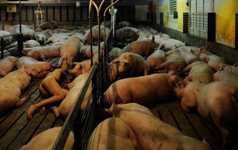 Foto | Miru Kim a pozat goală într-o fermă de porci
