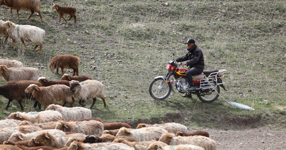 Bole, provincia chineză Xinjiang - un cioban pe motocicletă mână o turmă de oi. Imagine cu caracter ilustrativ Foto: Hepta
