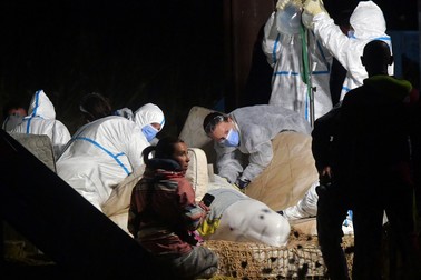 Veterinarii îngrijesc beluga rămasă blocată în râul Sena la Notre Dame de la-Garenne, în nordul Franței. Experții marini francezi au început pe 9 august o operațiune prin care încearcă să salveze balena și să o ducă înapoi în mare. | Foto: Profimedia
