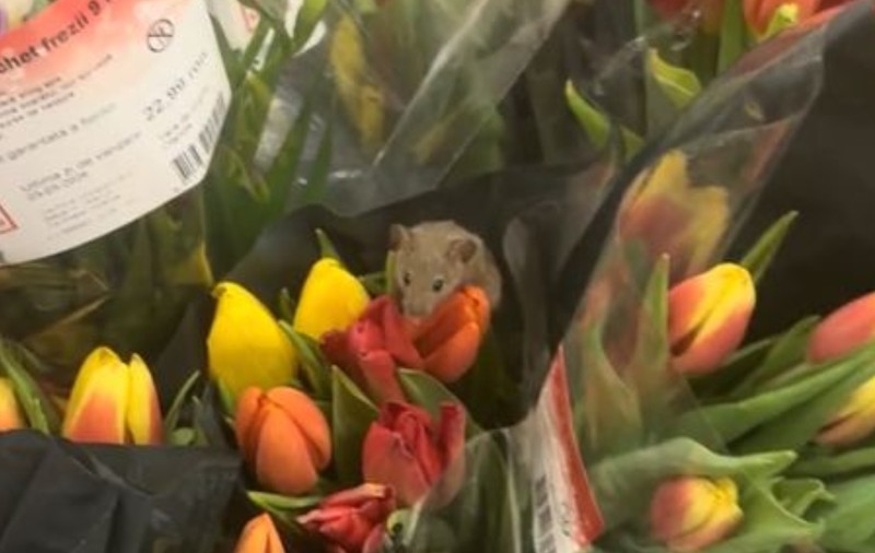 Un șoricel, filmat printre buchetele de lalele, într-un supermarket din Buftea: „Este mărțișorul, vine la pachet cu florile”