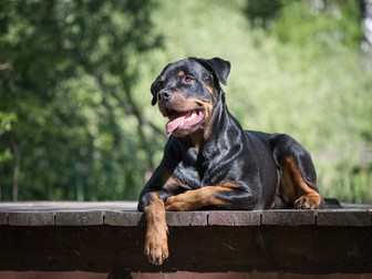 Cum arată un Rottweiler