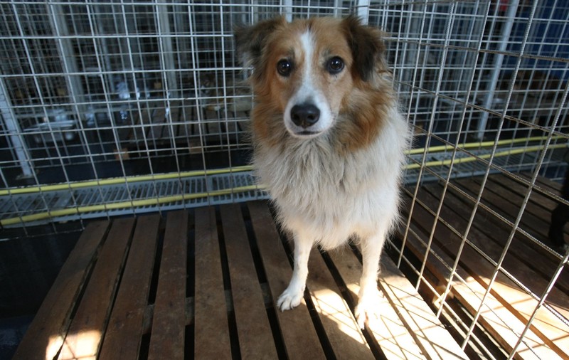 UPDATE. CELEBRU ACTOR AMERICAN a adoptat UN CÂINE DIN ROMÂNIA | FOTO