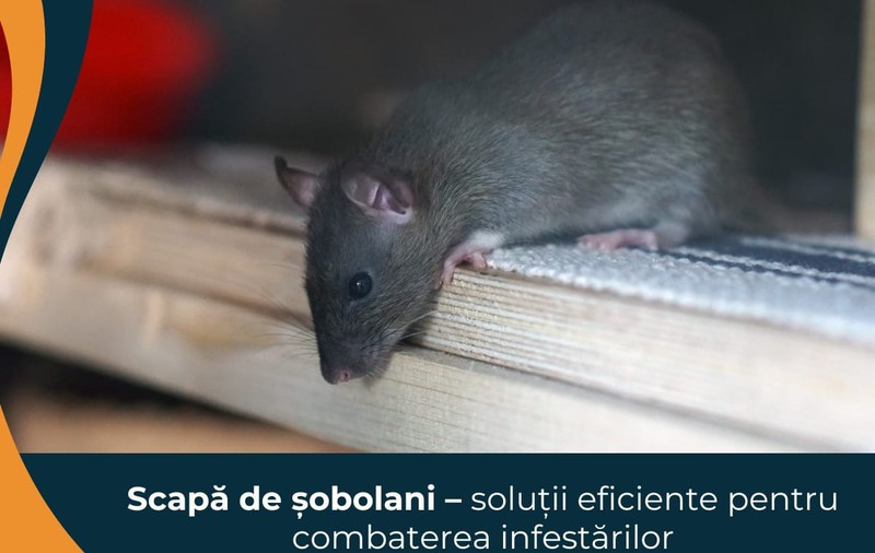 Scapă de șobolani - soluții eficiente pentru combaterea infestărilor