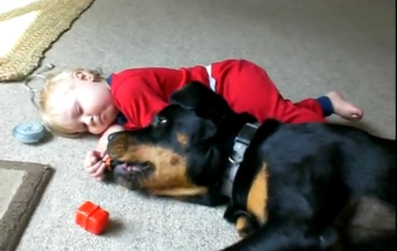 Rottweiller, pe post de bonă pentru un BEBE SUPERB. Uite cum se înţeleg | VIDEO
