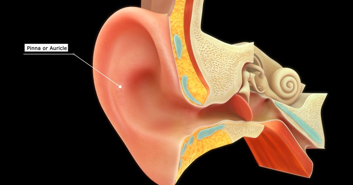 Anatomia pavilionului urechii umane, ilustrată 3D
