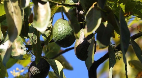Avocado, înainte de recoltare, în Mexic Sursă foto: Getty Images.