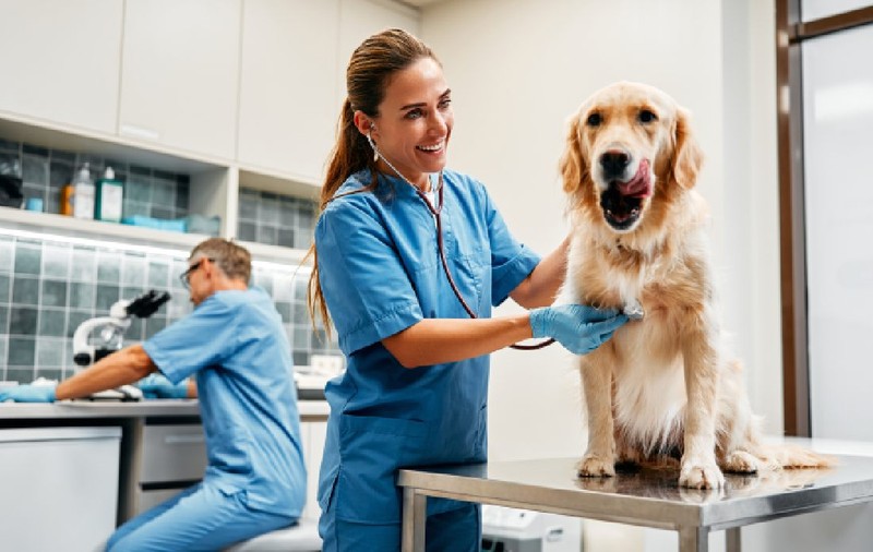 „E o facultate mai grea decât Medicina umană, iar practica te omoară”. Cu ce traume nevăzute se confruntă medicii veterinari din România