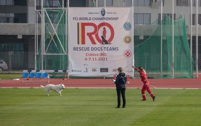 Una dintre probele campionatului canin a constat în obediență - cât de ascultători sunt câinii față de stăpânii lor