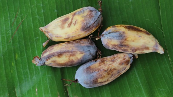 enset, considerat falsa banana