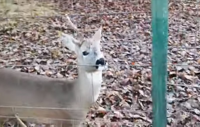 Scandal la o grădină zoologică din Hunedoara. Un vizitator, acuzat de angajat că a rupt cornul unui căprior