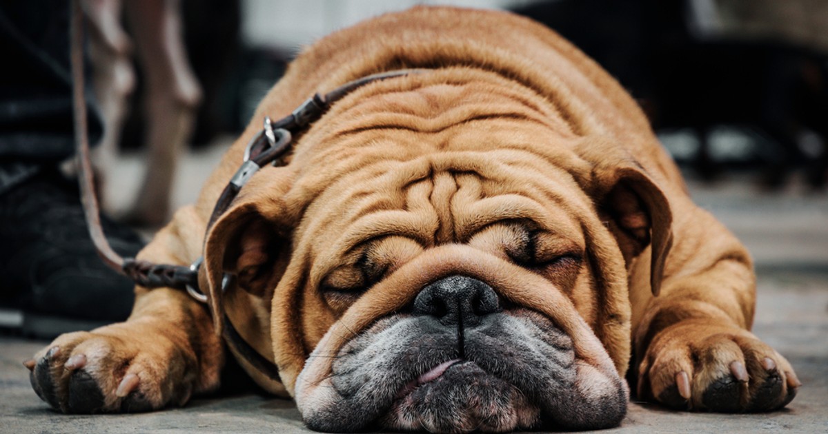 Câine de rasă cu pliuri și riduri faciale - Bulldog