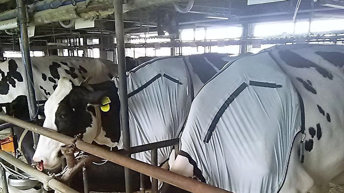 În Japonia nici vacile nu suferă din cauza caniculei
