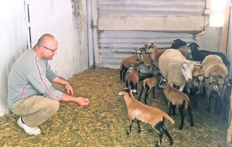 Mielul camerunez, ultima fiţă de Paşte! Un iranian creşte această specie în Prahova
