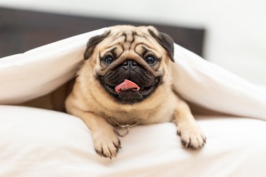 Câini de talie mică-Pug