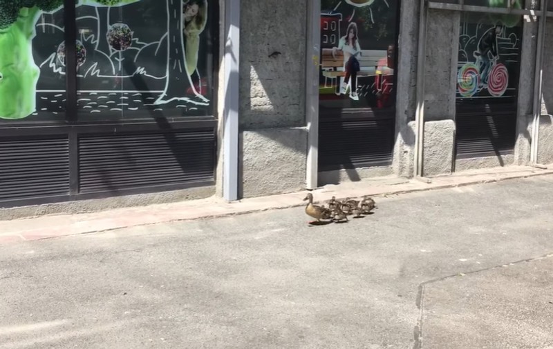 VIDEO | Imagini inedite. Un cârd de rățuște a ieșit la plimbare în apropiere de Parcul Cișmigiu