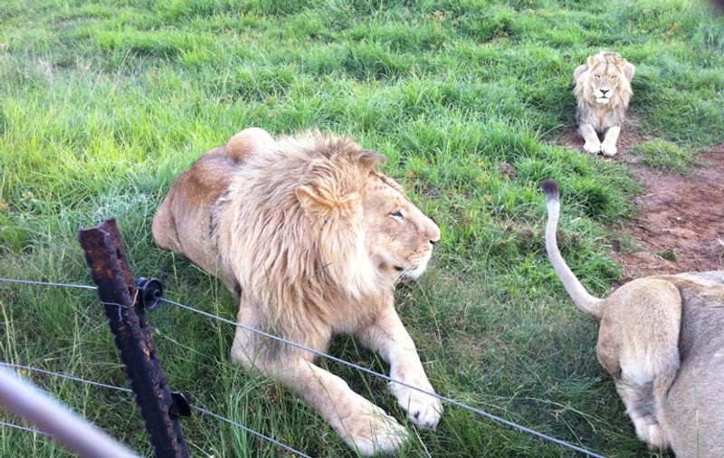 Richie şi Paco, leii adoptaţi de doi români, s-au împrietenit în Africa de Sud