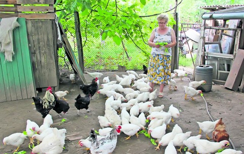 Fermierii din ţară sunt nemulţumiţi de taxele pe animale: «O să mai tăiem din ele, maică!»